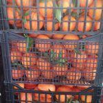 ΕΜΠΟΡΙΟ-ΟΠΩΡΟΚΗΠΕΥΤΙΩΝ-ΡΕΝΤΗΣ-FRUTALUX