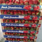 ΕΜΠΟΡΙΟ-ΟΠΩΡΟΚΗΠΕΥΤΙΩΝ-ΡΕΝΤΗΣ-FRUTALUX