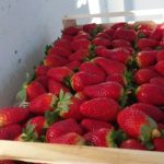 ΕΜΠΟΡΙΟ-ΟΠΩΡΟΚΗΠΕΥΤΙΩΝ-ΡΕΝΤΗΣ-FRUTALUX