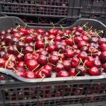 ΕΜΠΟΡΙΟ-ΟΠΩΡΟΚΗΠΕΥΤΙΩΝ-ΡΕΝΤΗΣ-FRUTALUX