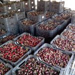 ΕΜΠΟΡΙΟ-ΟΠΩΡΟΚΗΠΕΥΤΙΩΝ-ΡΕΝΤΗΣ-FRUTALUX