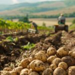 ΕΜΠΟΡΙΟ-ΟΠΩΡΟΚΗΠΕΥΤΙΚΩΝ-ΡΕΝΤΗΣ-ΣΑΡΔΑΝΗΣ