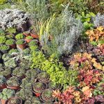 ΦΥΤΩΡΙΑ-ΜΥΡΙΝΑ-ΛΗΜΝΟΣ-ΦΥΤΩΡΙΟ-ΚΥΜΠΡΙΤΗ