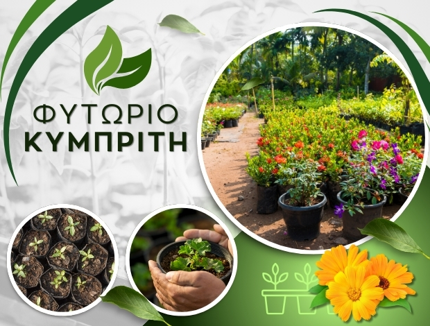 ΦΥΤΩΡΙΟ ΜΥΡΙΝΑ ΛΗΜΝΟΣ  “ΦΥΤΩΡΙΟ ΚΥΜΠΡΙΤΗ”  ΜΑΛΛΙΑΡΟΣ ΠΑΝΑΓΙΩΤΗΣ & ΕΥΑΓΓΕΛΟΣ Ο.Ε.