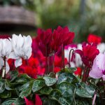 ΦΥΤΩΡΙΑ-ΜΥΡΙΝΑ-ΛΗΜΝΟΣ-ΦΥΤΩΡΙΟ-ΚΥΜΠΡΙΤΗ