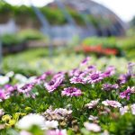 ΦΥΤΩΡΙΑ-ΜΥΡΙΝΑ-ΛΗΜΝΟΣ-ΦΥΤΩΡΙΟ-ΚΥΜΠΡΙΤΗ