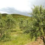ΕΛΑΙΟΤΡΙΒΕΙΟ-ΚΡΕΜΜΥΔΙΑ-ΜΕΣΣΗΝΙΑΣ-1000ΧΩΡΙΑ-ΠΟΛΥΖΩΗΣ-ΣΑΡΑΝΤΟΣ