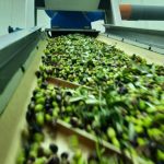 ΕΛΑΙΟΤΡΙΒΕΙΟ-ΚΡΕΣΤΕΝΑ-ΗΛΕΙΑΣ-ΑΦΟΙ-ΣΚΟΥΦΗ-ΟΕ