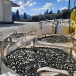 ΕΛΑΙΟΤΡΙΒΕΙΟ-ΚΡΕΣΤΕΝΑ-ΗΛΕΙΑΣ-ΑΦΟΙ-ΣΚΟΥΦΗ-ΟΕ