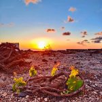 ΟΙΝΟΠΟΙΕΙΟ-ΣΑΝΤΟΡΙΝΗ-ΒΕΝΕΤΣΑΝΟΣ-WINERY