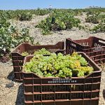 ΟΙΝΟΠΟΙΕΙΟ-ΣΑΝΤΟΡΙΝΗ-ΒΕΝΕΤΣΑΝΟΣ-WINERY