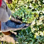 ΟΙΝΟΠΟΙΕΙΟ-ΣΑΝΤΟΡΙΝΗ-ΒΕΝΕΤΣΑΝΟΣ-WINERY