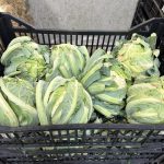 ΟΠΩΡΟΚΗΠΕΥΤΙΚΑ-ΜΕΝΕΜΕΝΗ-ΧΑΤΖΗΚΩΝΣΤΑΝΤΙΝΟΥ