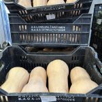 ΟΠΩΡΟΚΗΠΕΥΤΙΚΑ-ΜΕΝΕΜΕΝΗ-ΧΑΤΖΗΚΩΝΣΤΑΝΤΙΝΟΥ