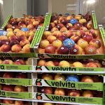 ΟΠΩΡΟΚΗΠΕΥΤΙΚΑ-ΜΕΝΕΜΕΝΗ-ΧΑΤΖΗΚΩΝΣΤΑΝΤΙΝΟΥ