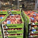 ΟΠΩΡΟΚΗΠΕΥΤΙΚΑ-ΜΕΝΕΜΕΝΗ-ΧΑΤΖΗΚΩΝΣΤΑΝΤΙΝΟΥ