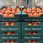 ΟΠΩΡΟΚΗΠΕΥΤΙΚΑ-ΜΕΝΕΜΕΝΗ-ΧΑΤΖΗΚΩΝΣΤΑΝΤΙΝΟΥ