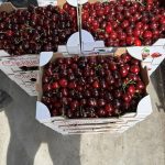 ΟΠΩΡΟΚΗΠΕΥΤΙΚΑ-ΜΕΝΕΜΕΝΗ-ΧΑΤΖΗΚΩΝΣΤΑΝΤΙΝΟΥ