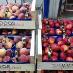 ΟΠΩΡΟΚΗΠΕΥΤΙΚΑ-ΜΕΝΕΜΕΝΗ-ΧΑΤΖΗΚΩΝΣΤΑΝΤΙΝΟΥ