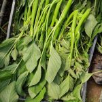 ΟΠΩΡΟΚΗΠΕΥΤΙΚΑ-ΜΕΝΕΜΕΝΗ-ΧΑΤΖΗΚΩΝΣΤΑΝΤΙΝΟΥ