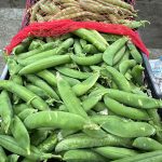 ΟΠΩΡΟΚΗΠΕΥΤΙΚΑ-ΜΕΝΕΜΕΝΗ-ΧΑΤΖΗΚΩΝΣΤΑΝΤΙΝΟΥ