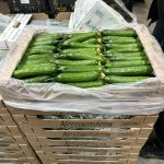 ΟΠΩΡΟΚΗΠΕΥΤΙΚΑ-ΜΕΝΕΜΕΝΗ-ΧΑΤΖΗΚΩΝΣΤΑΝΤΙΝΟΥ