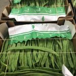 ΟΠΩΡΟΚΗΠΕΥΤΙΚΑ-ΜΕΝΕΜΕΝΗ-ΧΑΤΖΗΚΩΝΣΤΑΝΤΙΝΟΥ