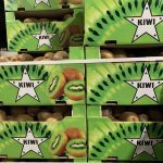 ΟΠΩΡΟΚΗΠΕΥΤΙΚΑ-ΜΕΝΕΜΕΝΗ-ΧΑΤΖΗΚΩΝΣΤΑΝΤΙΝΟΥ