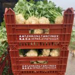 ΟΠΩΡΟΚΗΠΕΥΤΙΚΑ-ΜΕΝΕΜΕΝΗ-ΧΑΤΖΗΚΩΝΣΤΑΝΤΙΝΟΥ