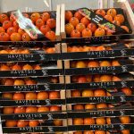 ΟΠΩΡΟΚΗΠΕΥΤΙΚΑ-ΜΕΝΕΜΕΝΗ-ΧΑΤΖΗΚΩΝΣΤΑΝΤΙΝΟΥ