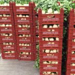 ΟΠΩΡΟΚΗΠΕΥΤΙΚΑ-ΜΕΝΕΜΕΝΗ-ΧΑΤΖΗΚΩΝΣΤΑΝΤΙΝΟΥ