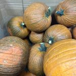 ΟΠΩΡΟΚΗΠΕΥΤΙΚΑ-ΜΕΝΕΜΕΝΗ-ΧΑΤΖΗΚΩΝΣΤΑΝΤΙΝΟΥ