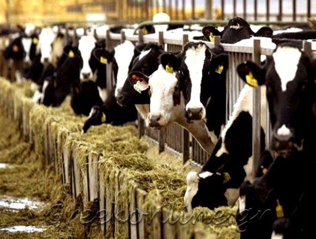 ΕΜΠΟΡΙΟ ΖΩΟΤΡΟΦΩΝ ΝΕΑ ΕΡΥΘΡΑΙΑ ΑΤΤΙΚΗΣ  ΚΑΡΑΪΣΚΟΣ ΑΘΑΝΑΣΙΟΣ