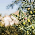 ΕΛΑΙΟΤΡΙΒΕΙΟ-ΖΑΚΥΝΘΟΣ-ΤΖΑΒΑΛΑ-ΧΡΥΣΟΥ-ΟΕ