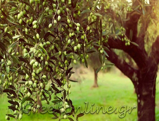 ΕΛΑΙΟΤΡΙΒΕΙΟ ΚΟΠΑΝΑΚΙ ΜΕΣΣΗΝΙΑΣ  “ΦΡΕΝΤΖΑΣ OLIVE PRESS”  ΦΡΕΝΤΖΑΣ ΔΗΜΗΤΡΙΟΣ & ΣΙΑ ΕΕ