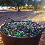 ΕΛΑΙΟΤΡΙΒΕΙΟ-ΘΡΑΨΑΝΟ-ΗΡΑΚΛΕΙΟΥ-ΑΦΟΙ-ΤΖΑΝΙΔΑΚΗ-ΧΑΤΖΗΝΙΚΟΛΑΚΗ