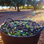 ΕΛΑΙΟΤΡΙΒΕΙΟ-ΒΟΥΝΑΡΓΟ-ΗΛΕΙΑΣ-ΤΣΟΥΚΑΛΑΣ-ΠΕΡΙΚΛΗΣ