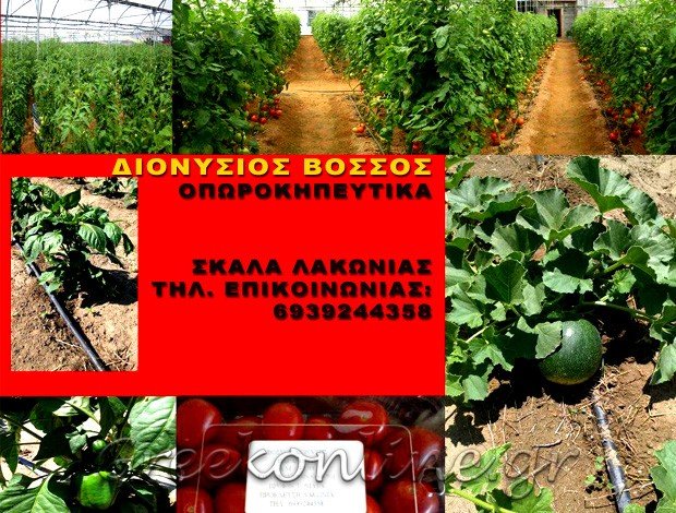 ΑΓΡΟΤΙΚΑ ΠΡΟΙΟΝΤΑ ΣΚΑΛΑ ΛΑΚΩΝΙΑΣ ΒΟΣΣΟΣ ΔΙΟΝΥΣΙΟΣ
