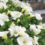 ΦΥΤΩΡΙΟ-ΧΑΛΚΙΔΑ-AFRATIS-PLANTS-ΑΦΡΑΤΗΣ