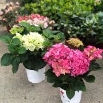 ΦΥΤΩΡΙΟ-ΧΑΛΚΙΔΑ-AFRATIS-PLANTS-ΑΦΡΑΤΗΣ
