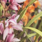 ΦΥΤΩΡΙΟ-ΧΑΛΚΙΔΑ-AFRATIS-PLANTS-ΑΦΡΑΤΗΣ