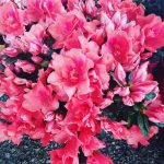 ΦΥΤΩΡΙΟ-ΧΑΛΚΙΔΑ-AFRATIS-PLANTS-ΑΦΡΑΤΗΣ