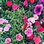 ΦΥΤΩΡΙΟ-ΧΑΛΚΙΔΑ-AFRATIS-PLANTS-ΑΦΡΑΤΗΣ