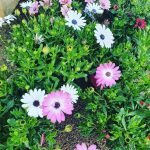 ΦΥΤΩΡΙΟ-ΧΑΛΚΙΔΑ-AFRATIS-PLANTS-ΑΦΡΑΤΗΣ