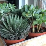 ΦΥΤΩΡΙΟ-ΧΑΛΚΙΔΑ-AFRATIS-PLANTS-ΑΦΡΑΤΗΣ