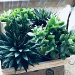 ΦΥΤΩΡΙΟ-ΧΑΛΚΙΔΑ-AFRATIS-PLANTS-ΑΦΡΑΤΗΣ