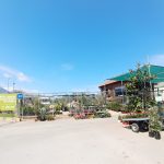 ΦΥΤΩΡΙΟ-ΧΑΛΚΙΔΑ-AFRATIS-PLANTS-ΑΦΡΑΤΗΣ