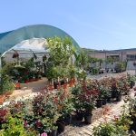 ΦΥΤΩΡΙΟ-ΧΑΛΚΙΔΑ-AFRATIS-PLANTS-ΑΦΡΑΤΗΣ