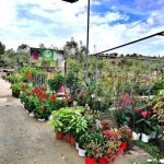 ΦΥΤΩΡΙΟ-ΧΑΛΚΙΔΑ-AFRATIS-PLANTS-ΑΦΡΑΤΗΣ