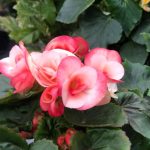 ΦΥΤΩΡΙΟ-ΧΑΛΚΙΔΑ-AFRATIS-PLANTS-ΑΦΡΑΤΗΣ